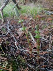 Equisetum sylvaticum