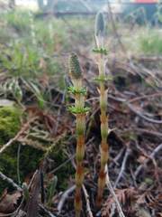 Equisetum sylvaticum