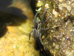 Diapontia anfibia