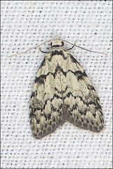 Nola melanogramma