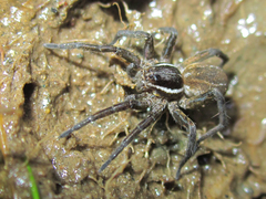 Diapontia anfibia