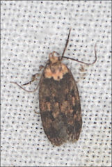 Barea codrella
