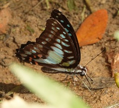 Graphium evemon eventus