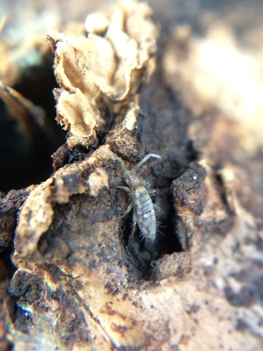 Entomobrya katzi