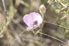 Trachusomimus