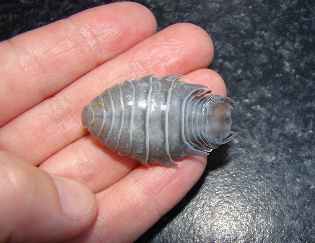 Nerocila orbignyi