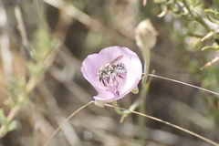 Trachusomimus