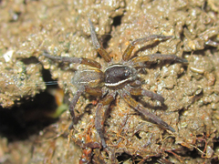 Diapontia anfibia