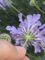 Sixalix atropurpurea