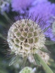 Sixalix atropurpurea