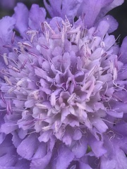 Sixalix atropurpurea