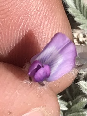 Oxytropis oreophila
