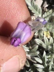 Oxytropis oreophila