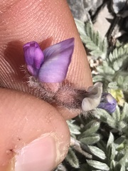 Oxytropis oreophila
