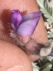 Oxytropis oreophila