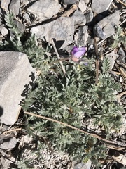 Oxytropis oreophila