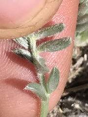 Oxytropis oreophila