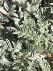 Oxytropis oreophila