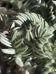 Oxytropis oreophila