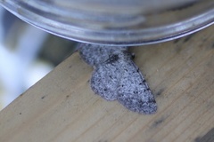 Aethalura intertexta