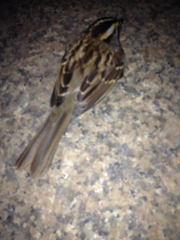 Zonotrichia albicollis