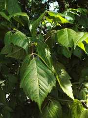 Acer negundo
