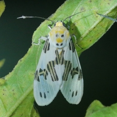 Idalus daga