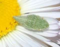 Xerophloea foveolata