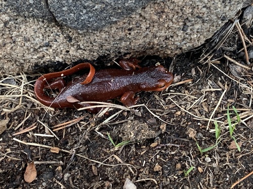 iNaturalist observation photo of Sierra Newt