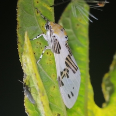 Idalus daga