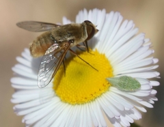 Xerophloea foveolata