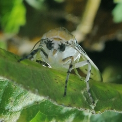Idalus daga