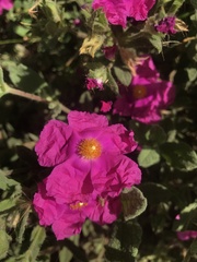 Cistus creticus
