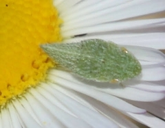 Xerophloea foveolata