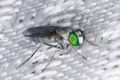 Asyndetus ammophilus