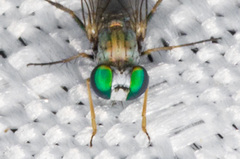 Asyndetus ammophilus