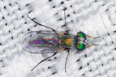 Asyndetus ammophilus