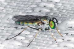 Asyndetus ammophilus