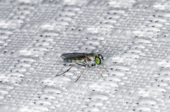 Asyndetus ammophilus