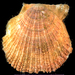 Giant Rock Scallop - Photo (c) smithsonian_marinegeo, some rights reserved (CC BY-NC-SA), uploaded by smithsonian_marinegeo