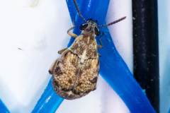 Algarobius prosopis