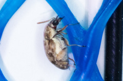 Algarobius prosopis