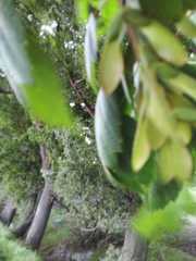 Acer negundo