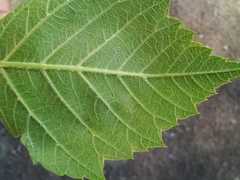 Acer negundo