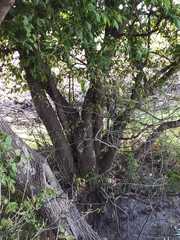 Acer negundo