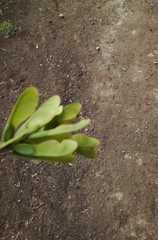 Acer negundo