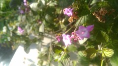 Lantana megapotamica