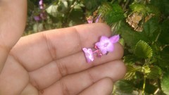 Lantana megapotamica