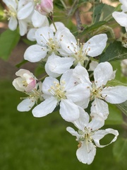 Malus sargentii