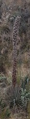 Puya clava-herculis